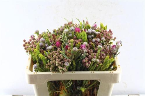 Kaaps groen gemengd in bos