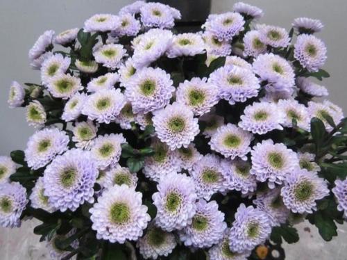 Chrysanthemum Indicum Grp tros kas kleurbehandeld H%