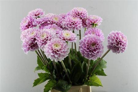 Dahlia Ball Grp 'Sweet Love'