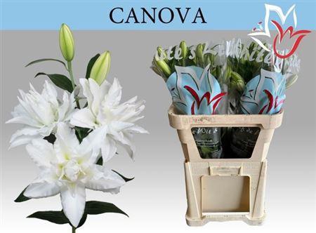 Lilium (Oriental Grp) dubbel 'Canova'