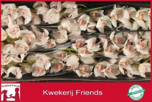 Cymbidium grootbloemig per tak 'Noorderlicht'