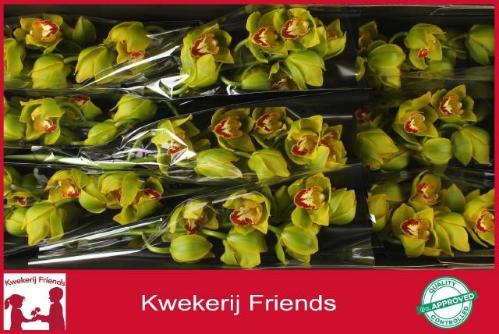 Cymbidium grootbloemig 'Apple Jack'