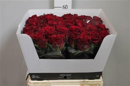 Rosa grootbloemig Ever Red