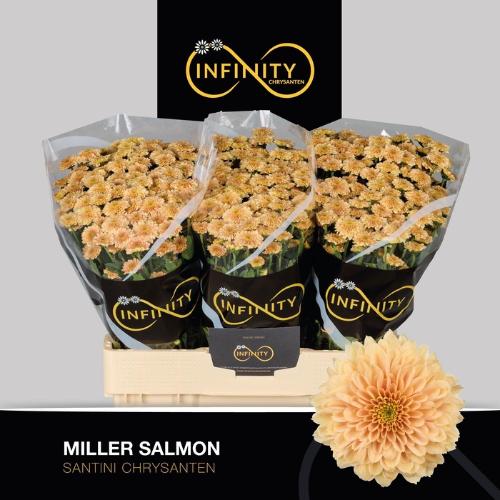 Chrysanthemum (Indicum Grp) tros santini Miller Salmon
