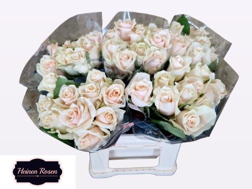 Rosa grootbloemig Talea+