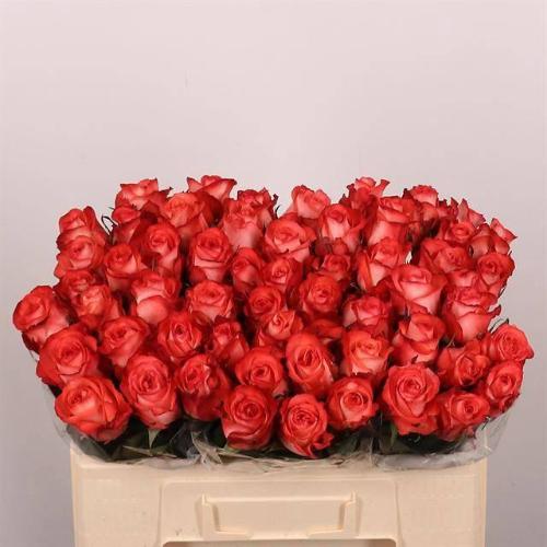 Rosa grootbloemig Icon