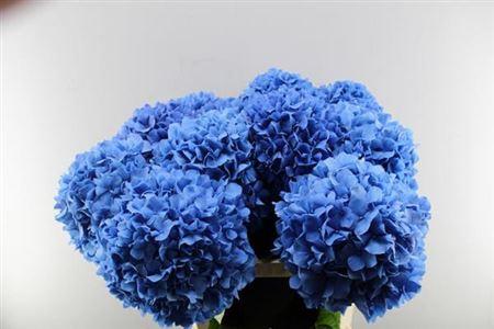 Hydrangea macrophylla 'Pimpernel'