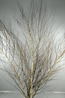 Decoratiegroen overig