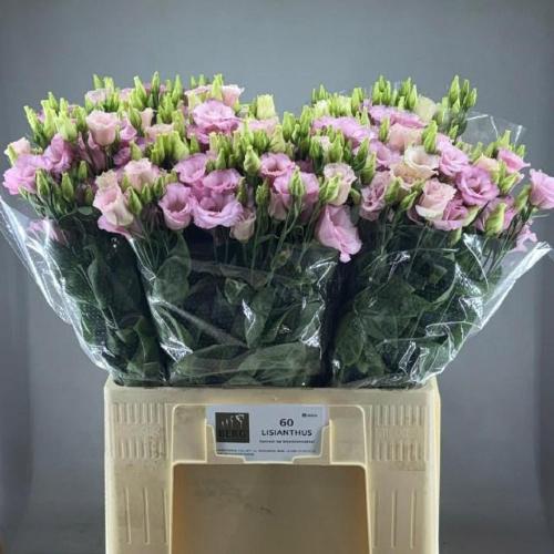 Eustoma russellianum gevuldbloemig Lisanne Light Pink
