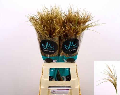 Miscanthus sinensis White Cloud