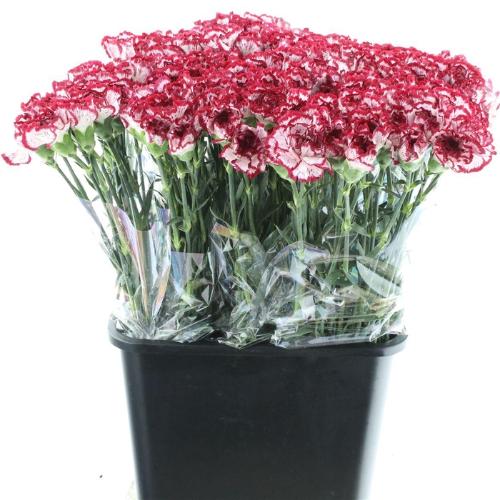 Dianthus standaard Baccarat