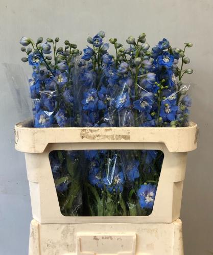 Delphinium Elatum Grp dubbelbloemig 'Centurion Skyblue'