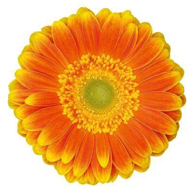 Gerbera grootbloemig 'Wannabe'