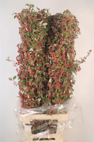 Decoratiegroen overig per bos