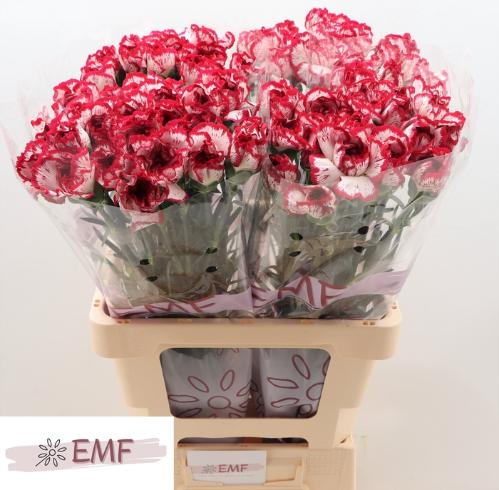 Dianthus standaard Baccarat