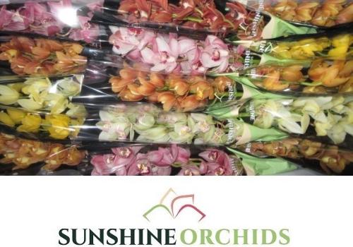 Cymbidium mini per tak gemengd