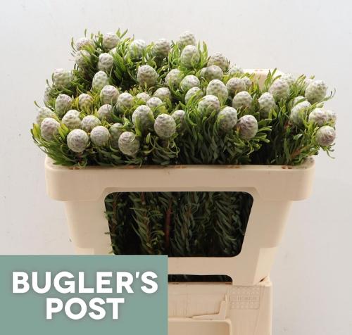 Leucadendron linifolium 'Jade Pearl'