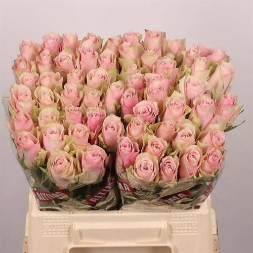 Rosa grootbloemig Pink Athena