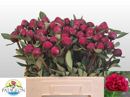 Paeonia Lactiflora Grp 'Red Sarah Bernhardt'