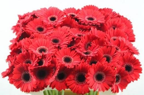 Gerbera mini 'Picnic'
