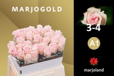 Rosa grootbloemig Sweet Dolomiti