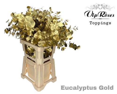 Eucalyptus cinerea kleurbehandeld per bos H%