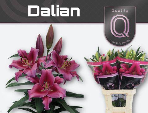 Lilium Oriental x Trumpet Grp 'Dalian'