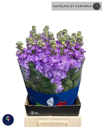 Matthiola incana 'Iron Blue'