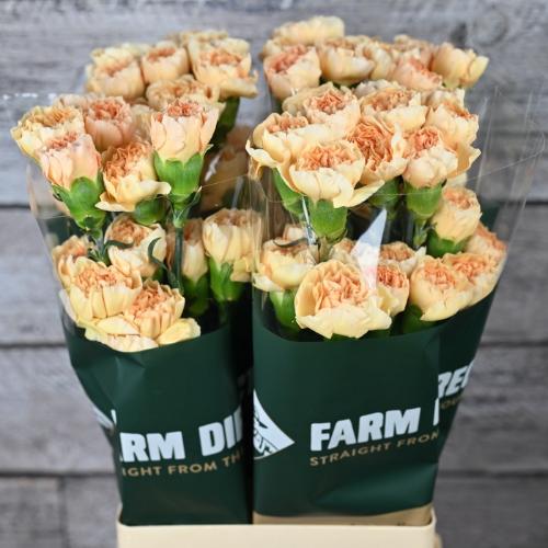 Dianthus standaard overig