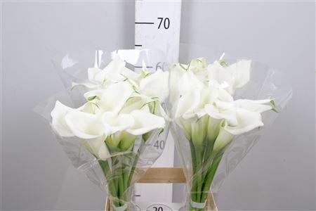 Zantedeschia 'Crystal Blush'