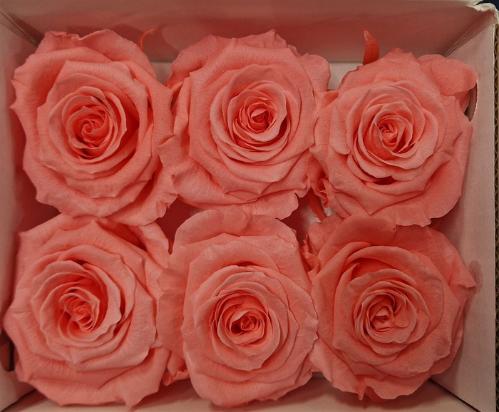 Rosa grootbloemig kleurbehandeld H%