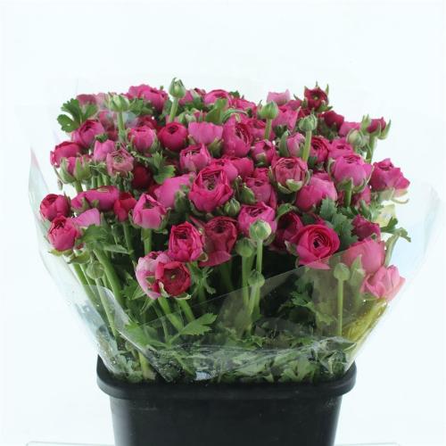 Ranunculus asiaticus 'Elegance Hot Pink'