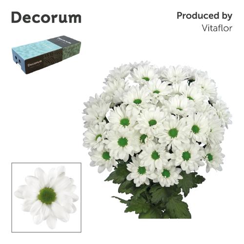 Chrysanthemum Indicum Grp tros Kennedy