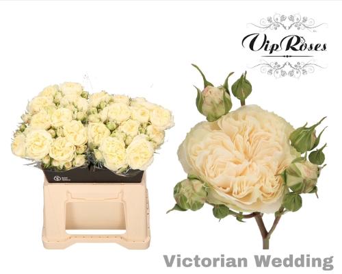 Rosa tros Victorian Wedding+