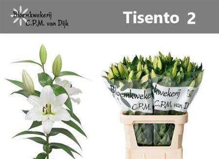Lilium Oriental x Trumpet Grp 'Tisento'