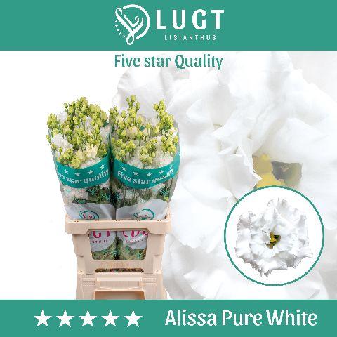 Eustoma russellianum gevuldbloemig 'Alissa Pure White'