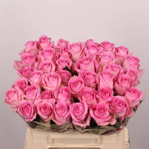 Rosa grootbloemig Revival