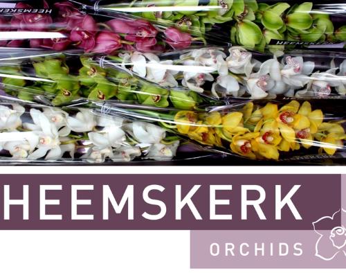 Cymbidium grootbloemig per tak gemengd