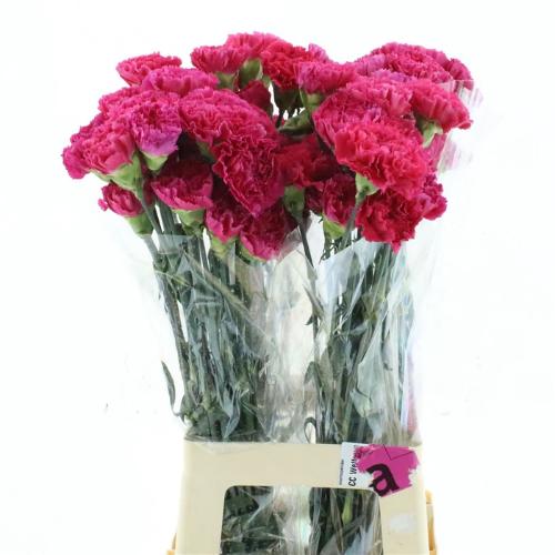 Dianthus standaard Bizet