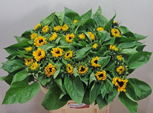 Helianthus annuus 'Vincent's Choice'