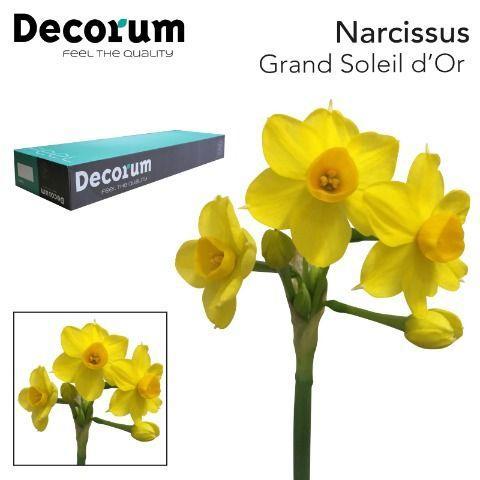 Narcissus Tazetta Grp met blad 'Grand Soleil d'Or'