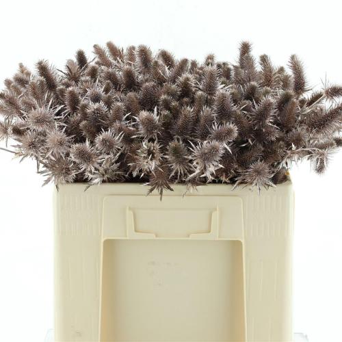 Eryngium alpinum kleurbehandeld H%