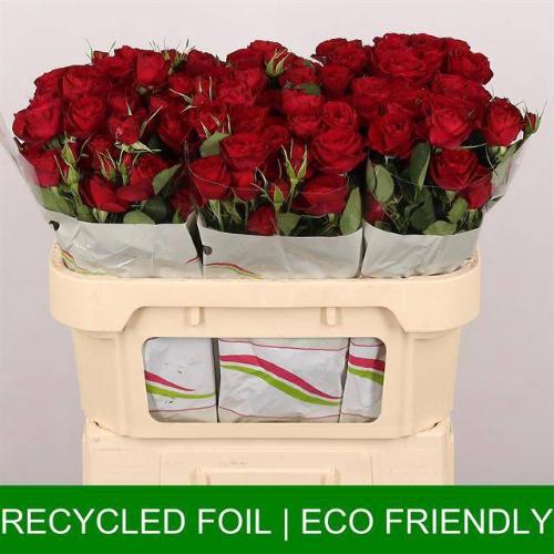 Rosa tros Red Trendsetter