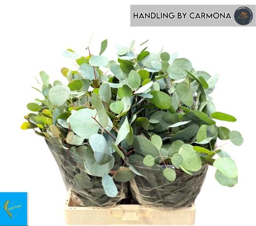 Eucalyptus per bos polyanthemos