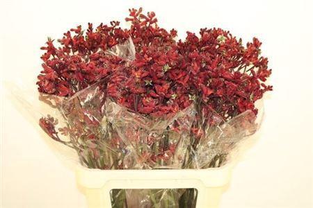 Anigozanthos 'Early Spring'