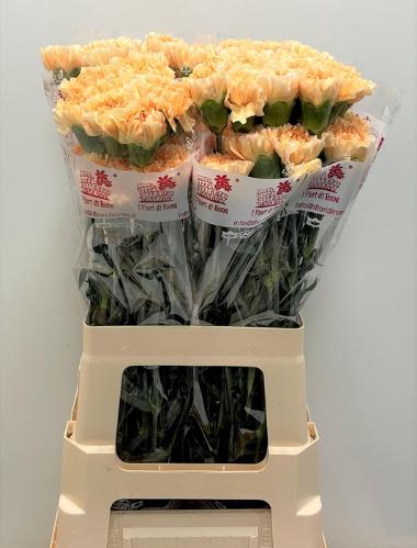 Dianthus standaard 'Crimea'