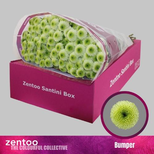 Chrysanthemum (Indicum Grp) tros santini Aaa Bumper