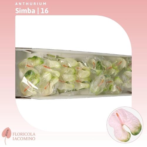 Anthurium Andreanum Grp Simba
