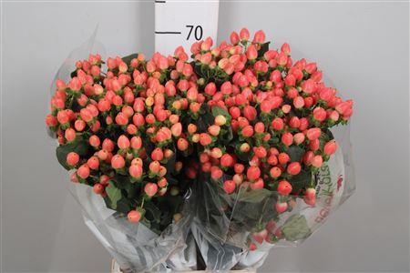 Hypericum x inodorum Magical Royal Princess