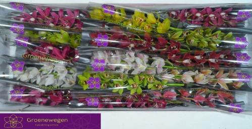 Cymbidium mini per tak gemengd